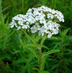Yarrow with arthritis
